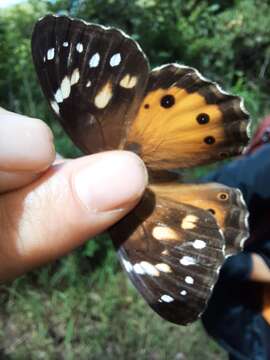 Image of Paralethe dendrophilus albina van Son 1955