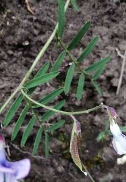 Image of Vicia andicola Kunth