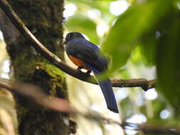 Plancia ëd Trogon chionurus Sclater, PL & Salvin 1871