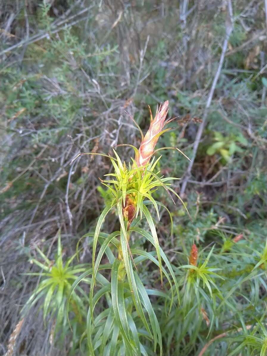 Image of Dracophyllum secundum R. Br.