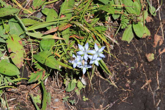 Image of Lomatogonium carinthiacum (Wulfen) Reichenb.