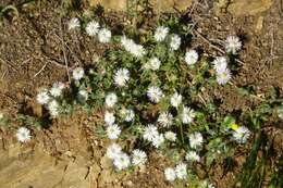 Imagem de Drosanthemum hispifolium (Haw.) Schwant.