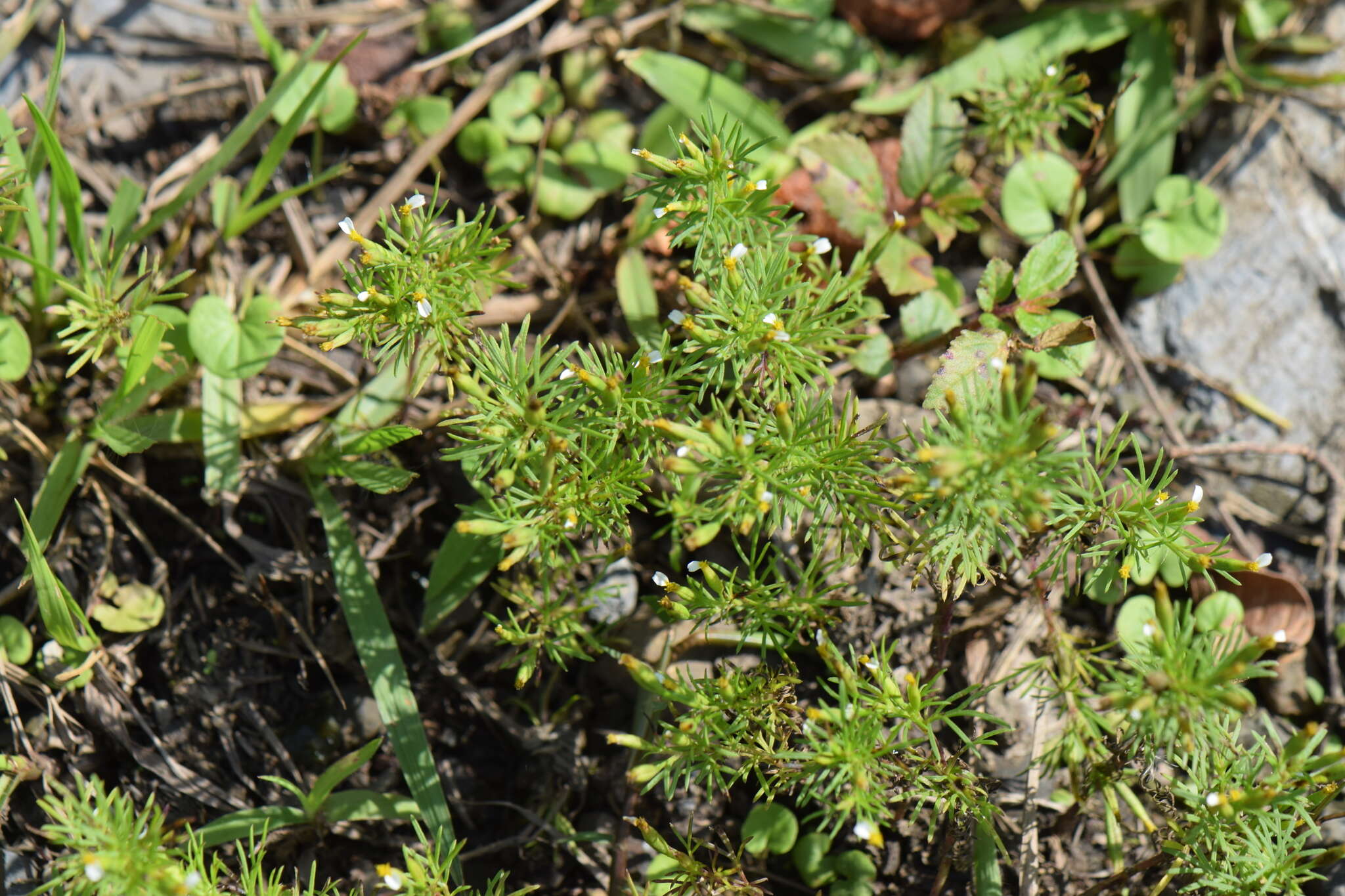 Tagetes filifolia Lag. resmi