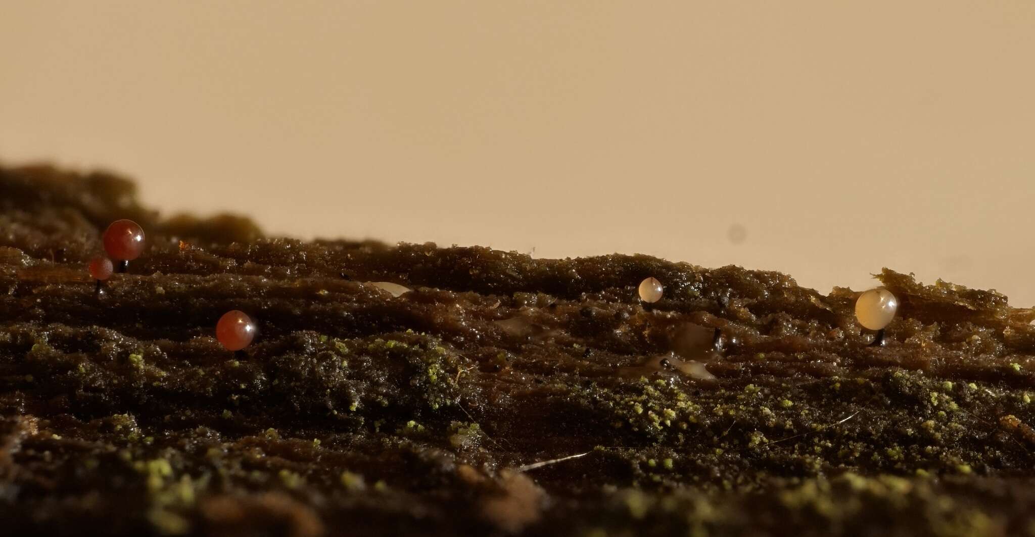 Image of Enerthenema papillatum