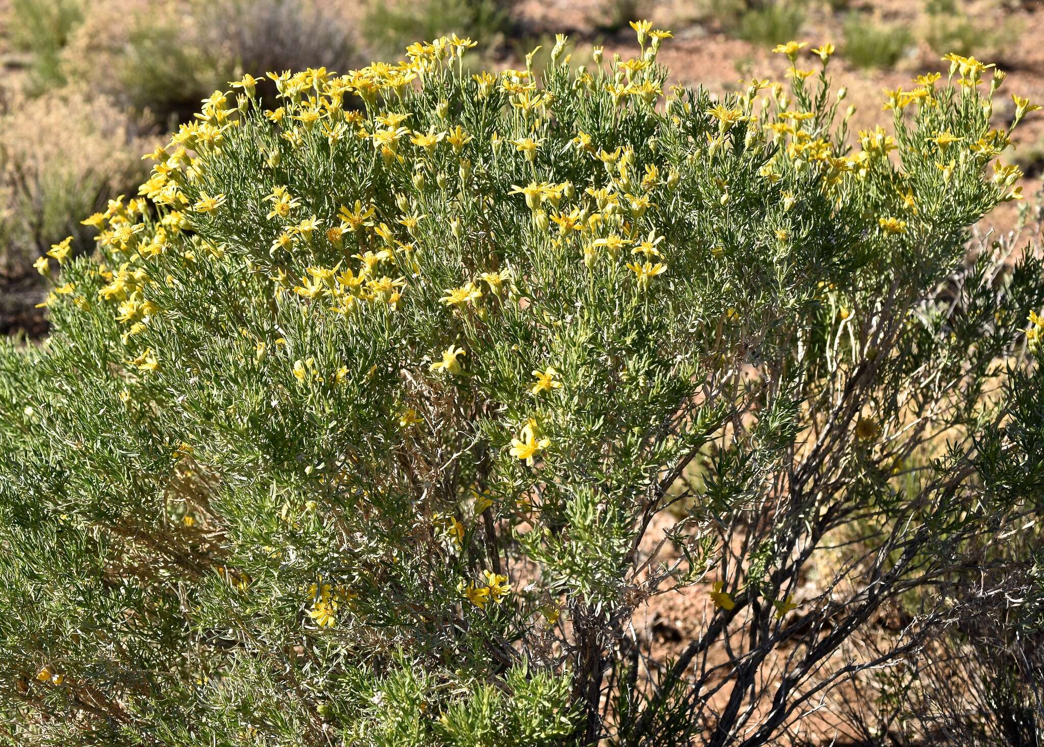 Plancia ëd Ericameria linearifolia (DC.) L. E. Urbatsch & J. R. Wussow