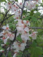 Prunus nigra Ait. resmi