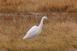 Image of Intermediate Egret