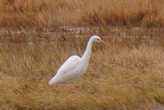 Imagem de Ardea intermedia Wagler 1829