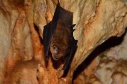 Слика од Hipposideros larvatus (Horsfield 1823)