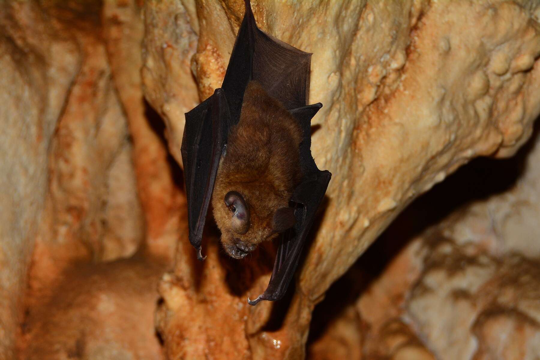 Image of Horsfield's Leaf-nosed Bat