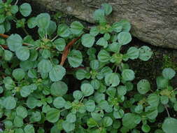 Image of Pacific Island Clearweed