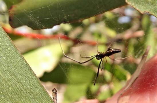 Argyrodes alannae Grostal 1999 resmi