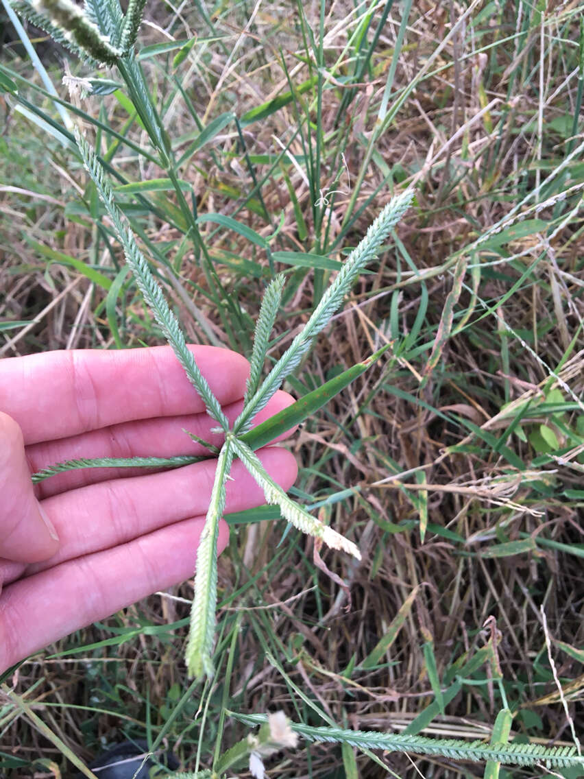 Eleusine indica (L.) Gaertn. resmi