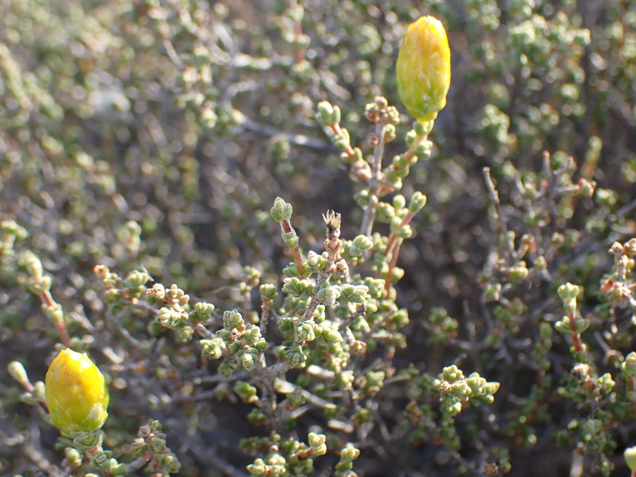 Imagem de Pteronia glomerata L. fil.