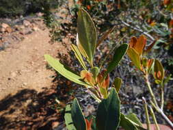 Image of Elaeodendron schinoides Spreng.