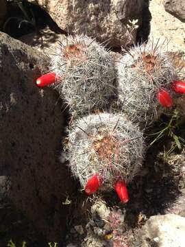 Image of Common Fishhook Cactus