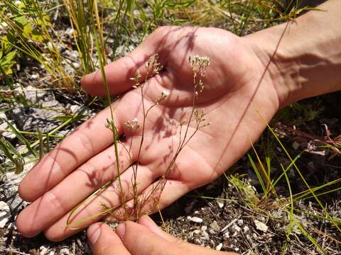 Image of Minuartia setacea (Thuill.) Hayek