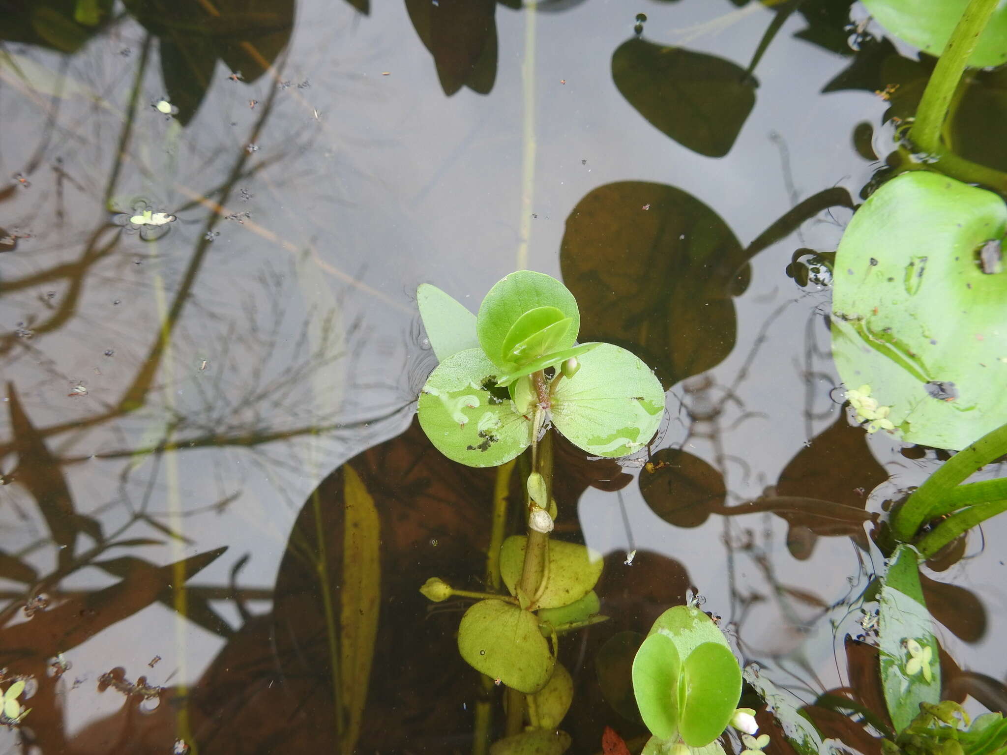 Image of disk waterhyssop