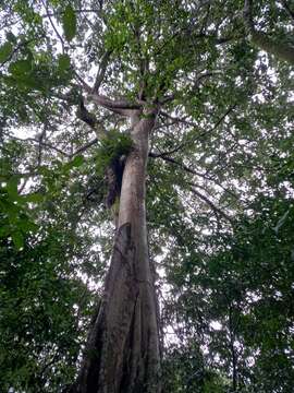 Image of Ficus nymphaeifolia Mill.