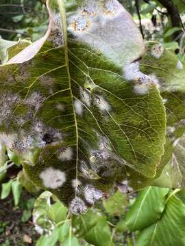 Image of Golovinomyces ambrosiae (Schwein.) U. Braun & R. T. A. Cook 2009