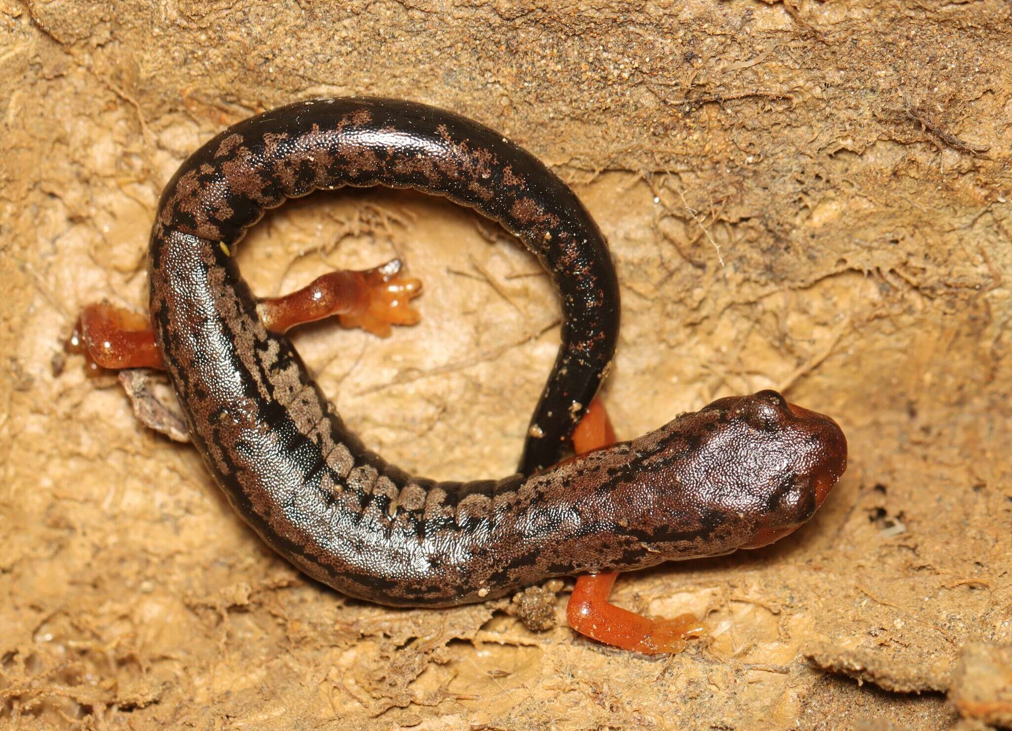 Image of Bolitoglossa pesrubra (Taylor 1952)