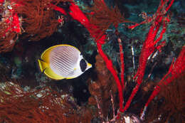 صورة Chaetodon adiergastos Seale 1910