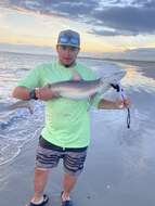 Image of Dusky Shark