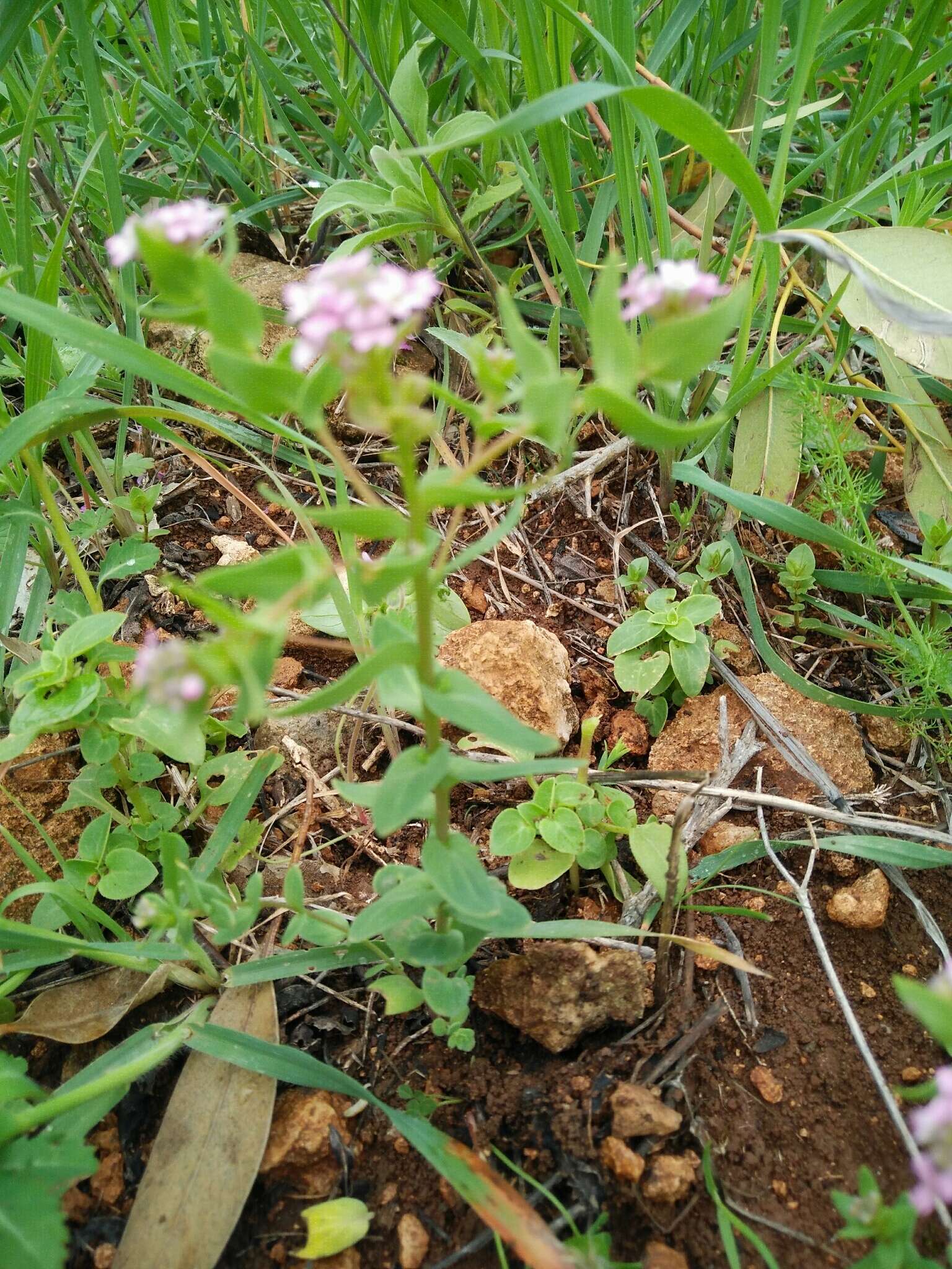 Aethionema heterocarpum J. Gay ex Trevir.的圖片