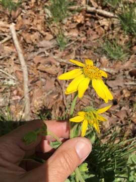 Plancia ëd Arnica acaulis (Walt.) Britt.