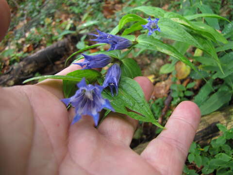 Image of Gentiana asclepiadea L.