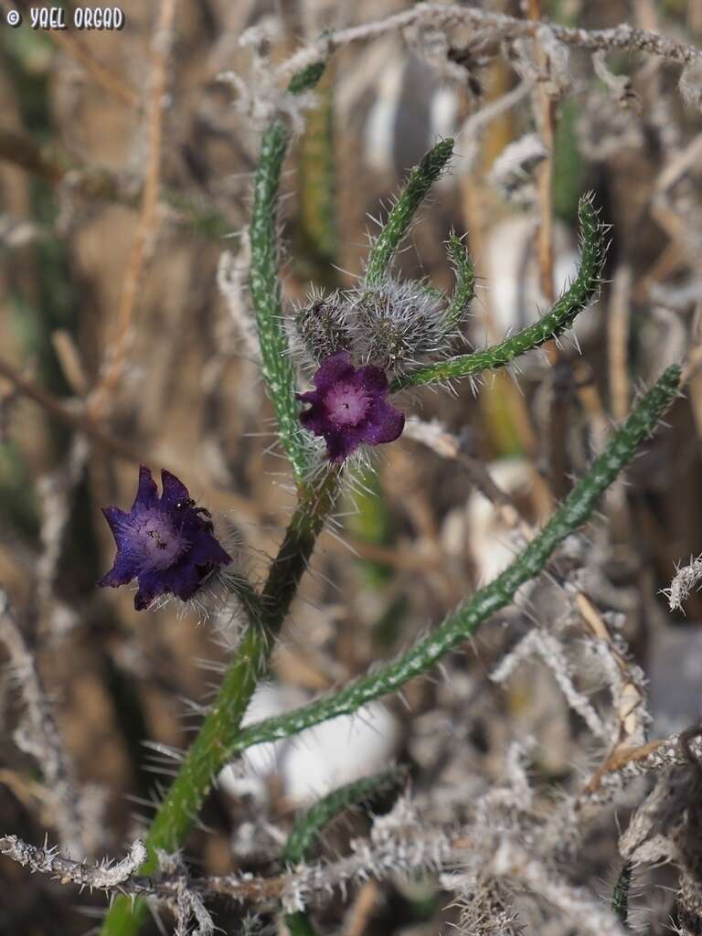 Imagem de Hormuzakia negevensis (Danin) Danin & Hilger