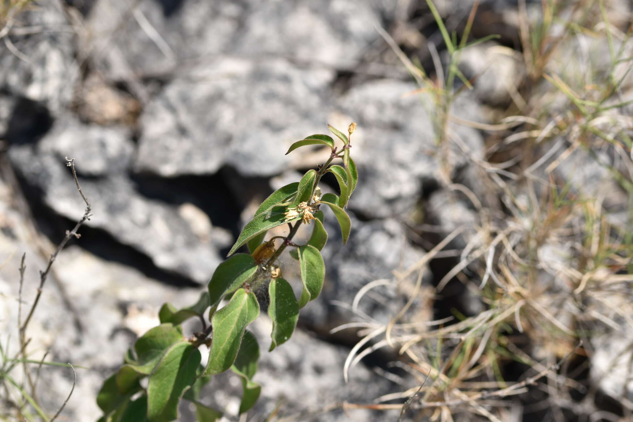 Image of Vincetoxicum hirundinaria subsp. adriaticum (G. Beck) Markgr.