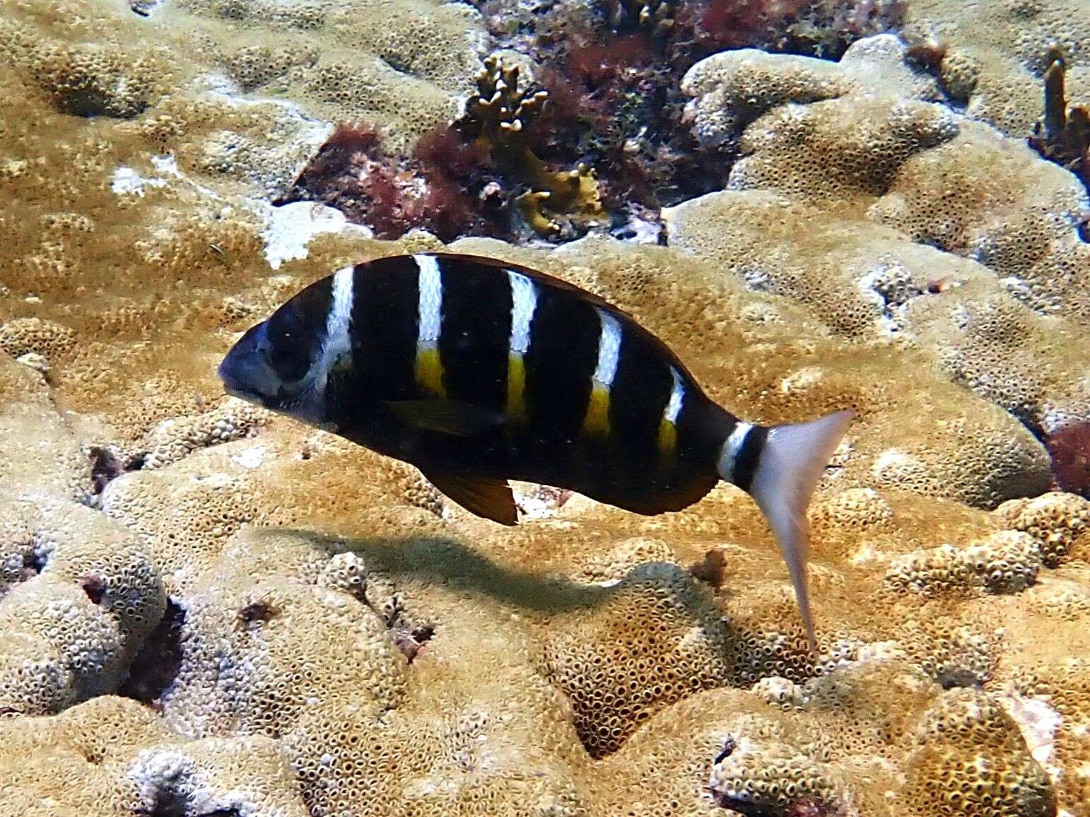 Image of Banded seabream