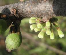 Tapinanthus oleifolius (Wendl.) Danser的圖片