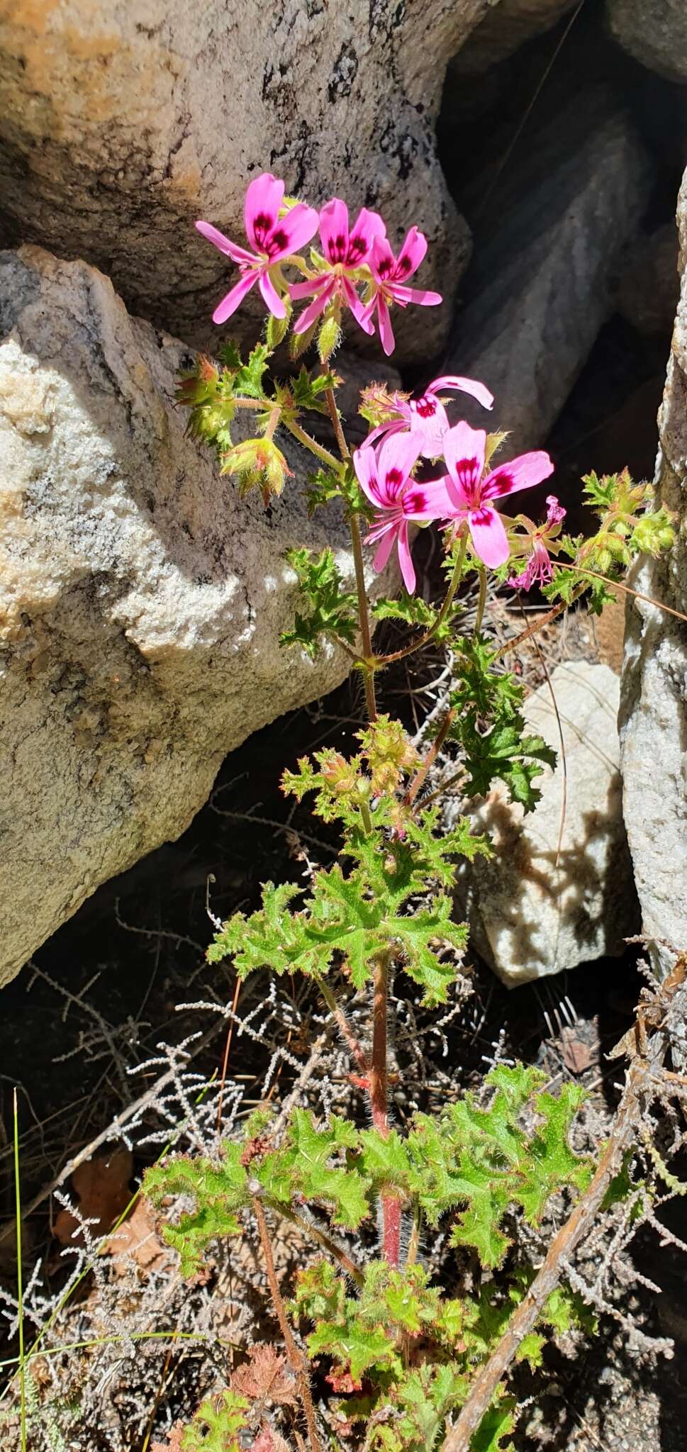 Imagem de <i>Pelargonium scabroide</i>