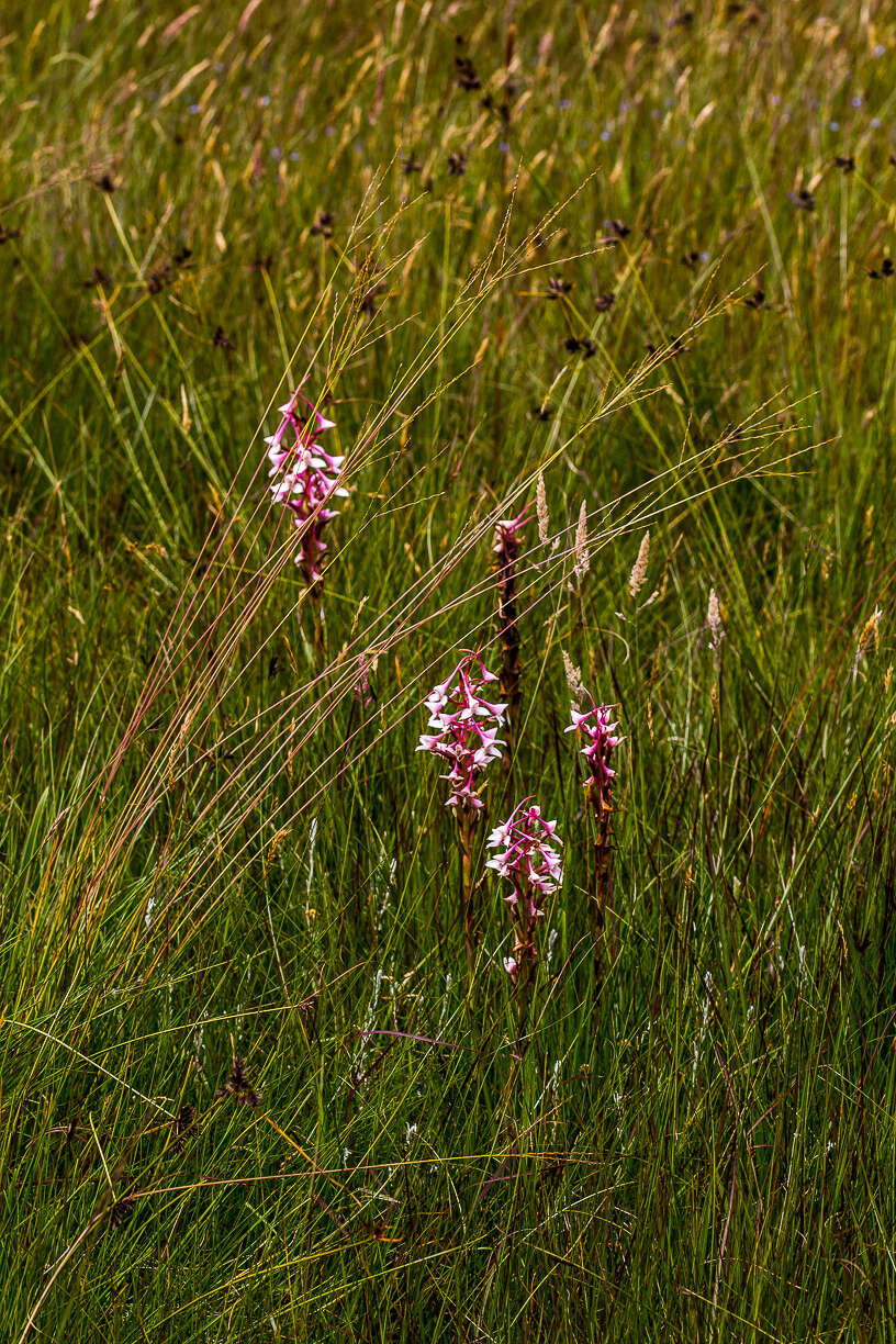 Image of Disa scullyi Bolus