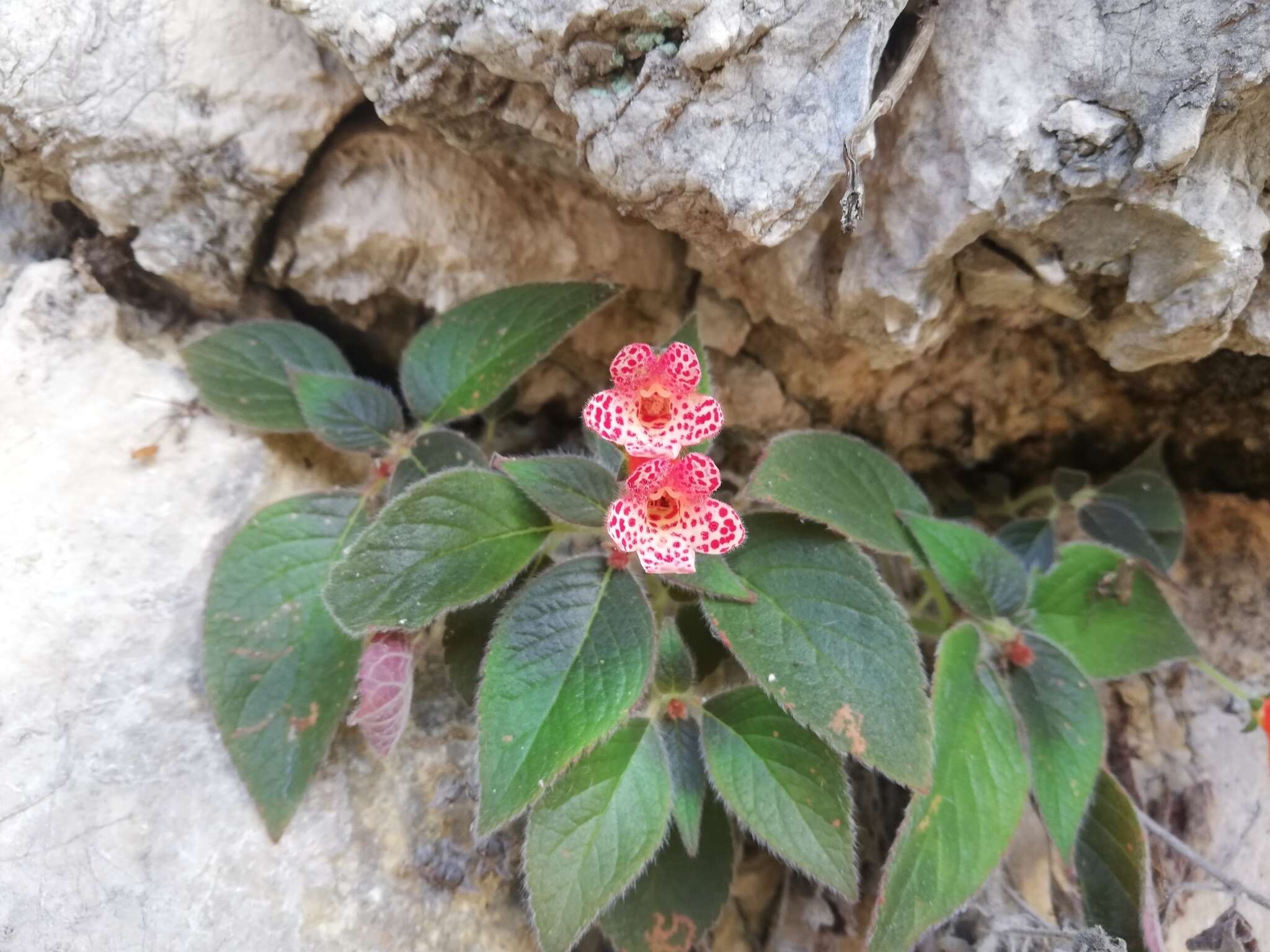 Imagem de Kohleria rugata (Scheidw.) L. P. Kvist & L. E. Skog