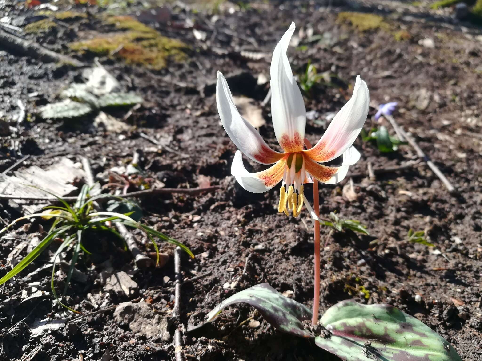 Image of Erythronium caucasicum Woronow