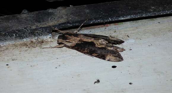 Image of Oleander sphinx moth