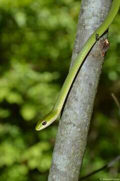 Image of Opheodrys aestivus aestivus (Linnaeus 1766)