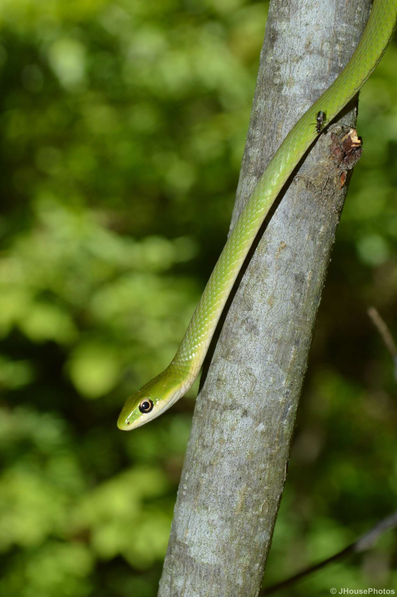 صورة Opheodrys aestivus aestivus (Linnaeus 1766)