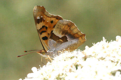 Imagem de Thaleropis ionia Fischer von Waldheim & Eversmann 1851