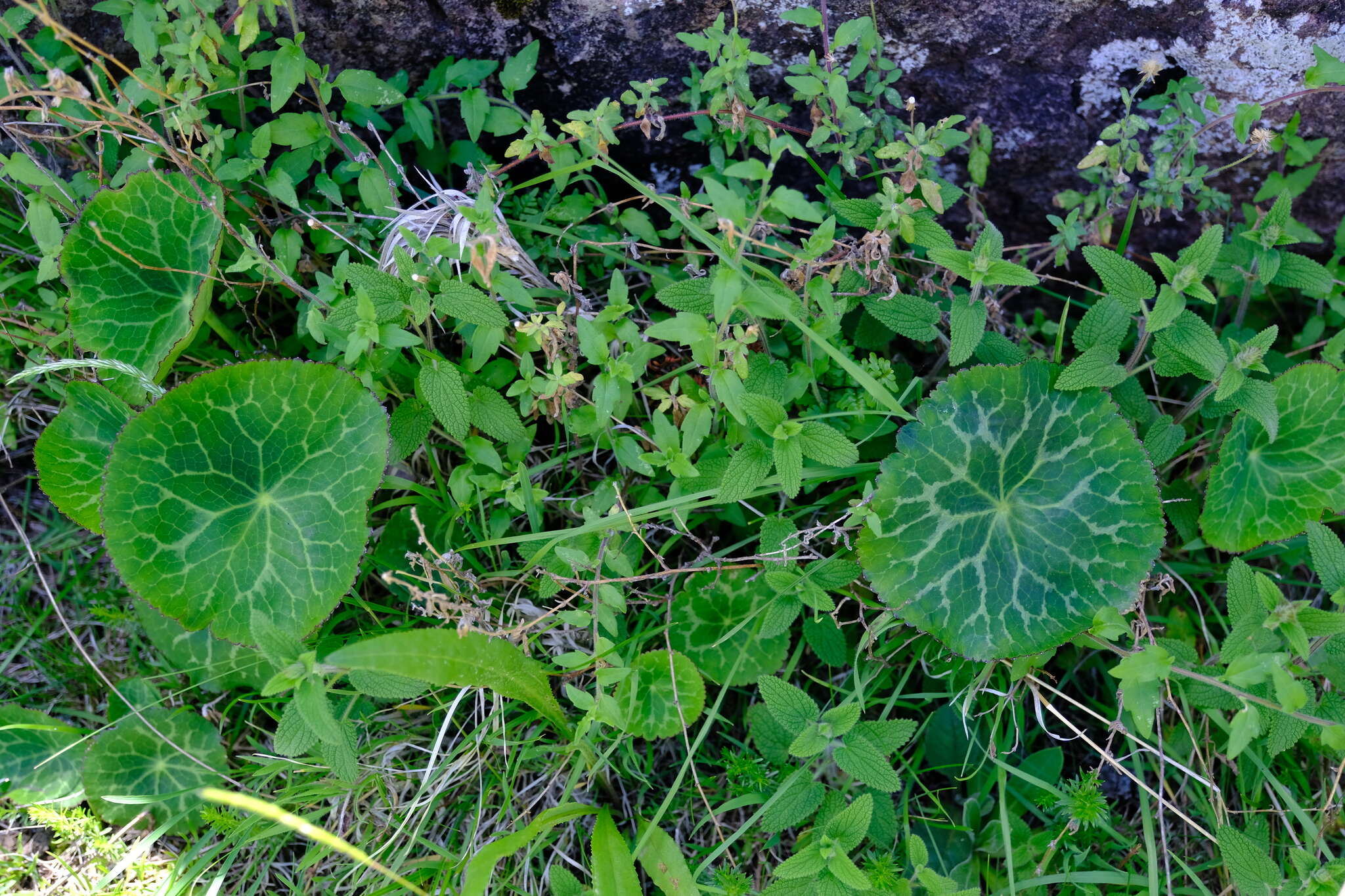 Image of Drakensberg Buttercup