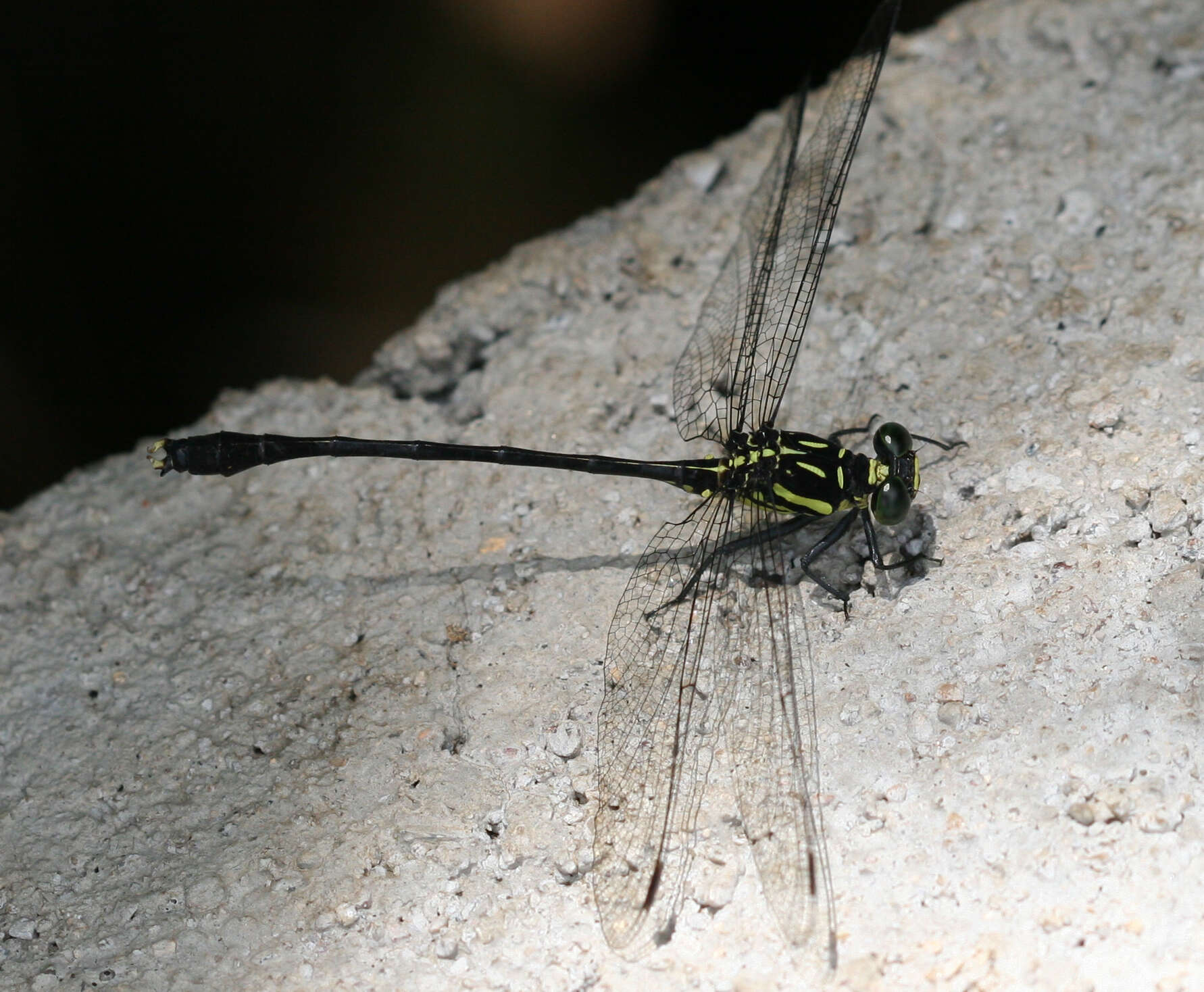 Image of Heliogomphus nietneri (Hagen ex Selys 1878)