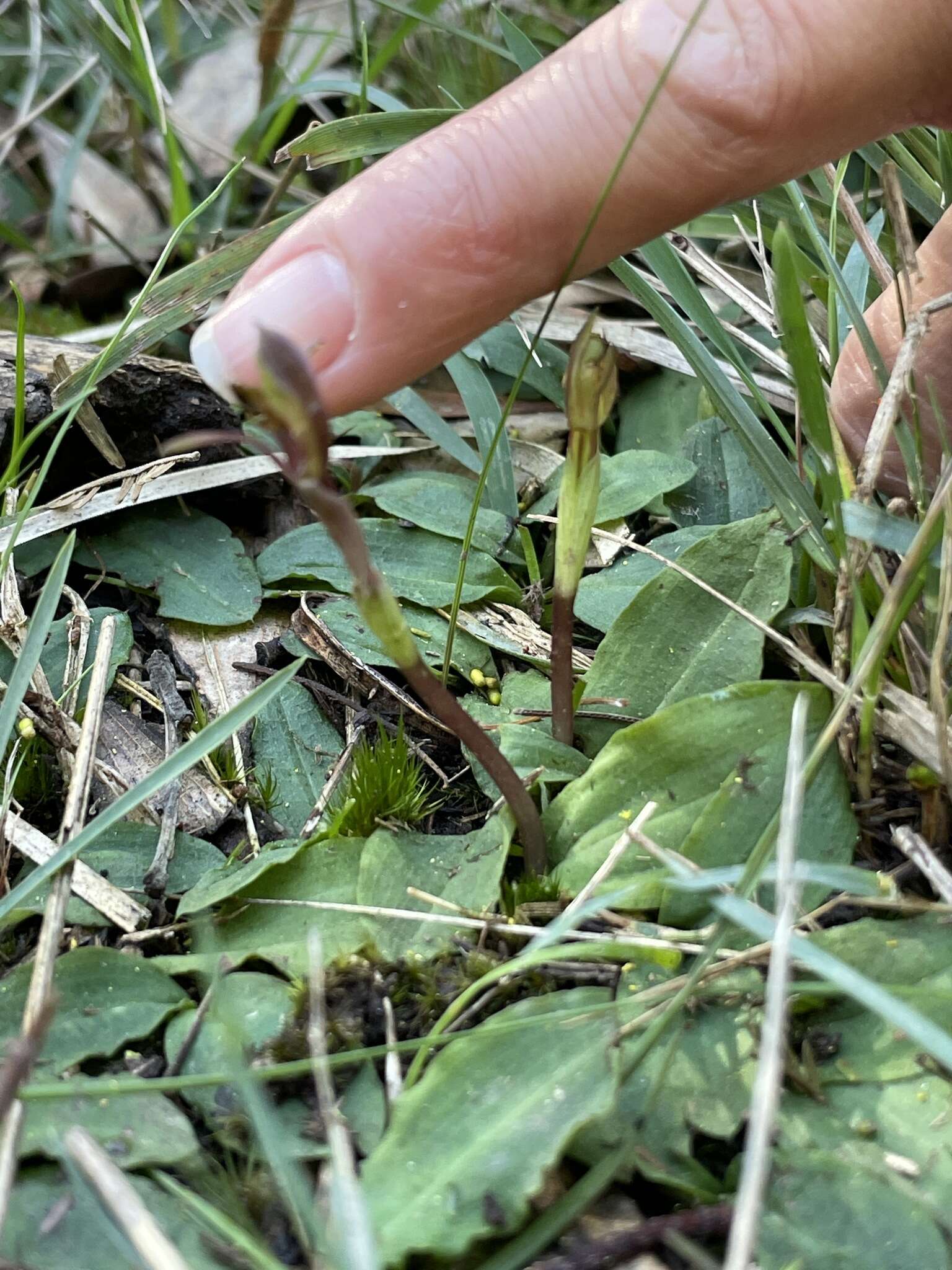 Image of Broad-Lip bird orchid