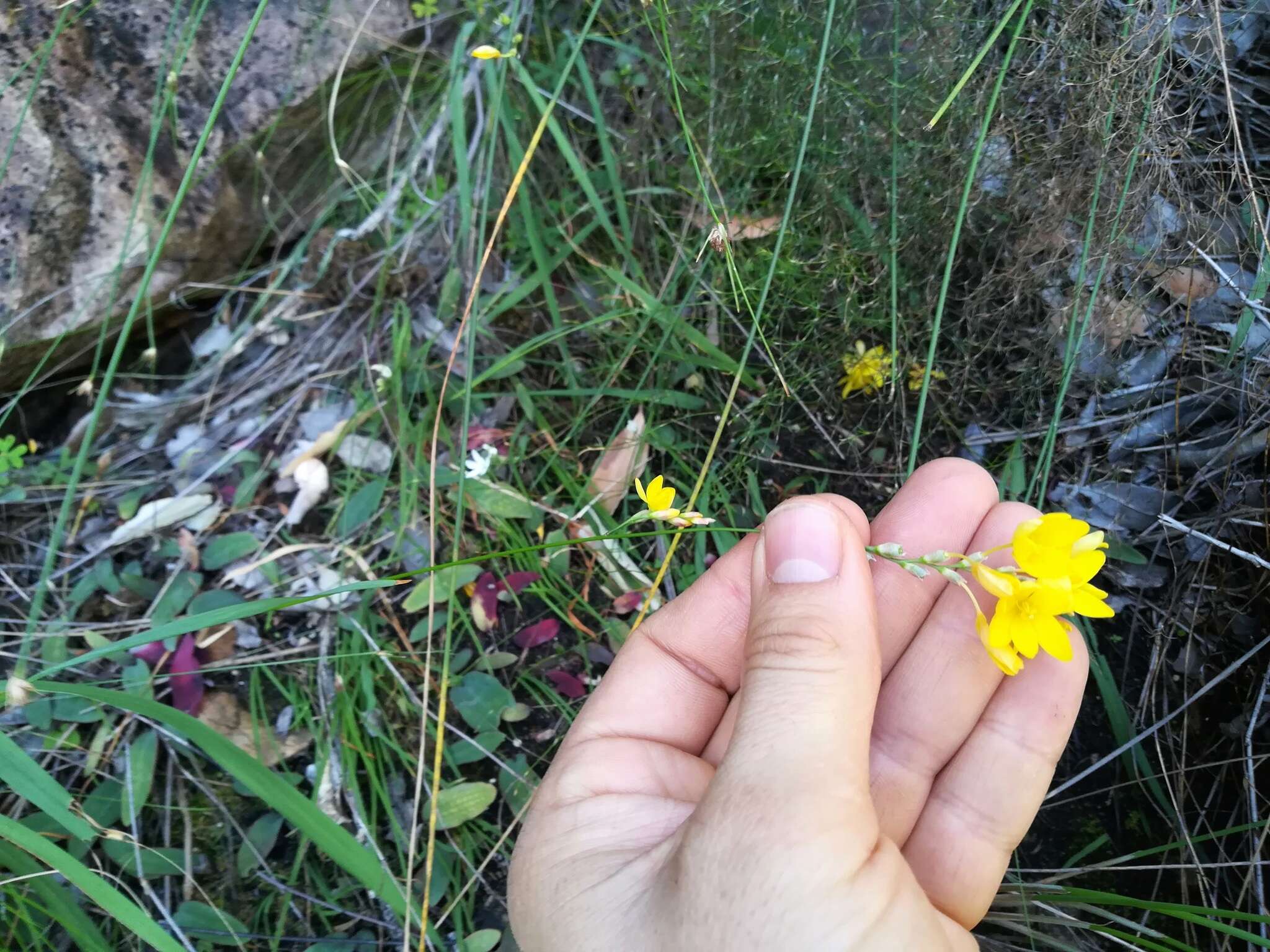 Image of Ixia angelae Goldblatt & J. C. Manning