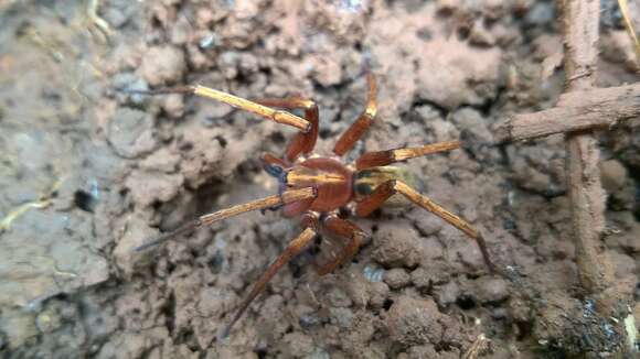 Image of Isoctenus coxalis (F. O. Pickard-Cambridge 1902)