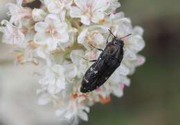 Image of Acmaeodera angelica Fall 1899