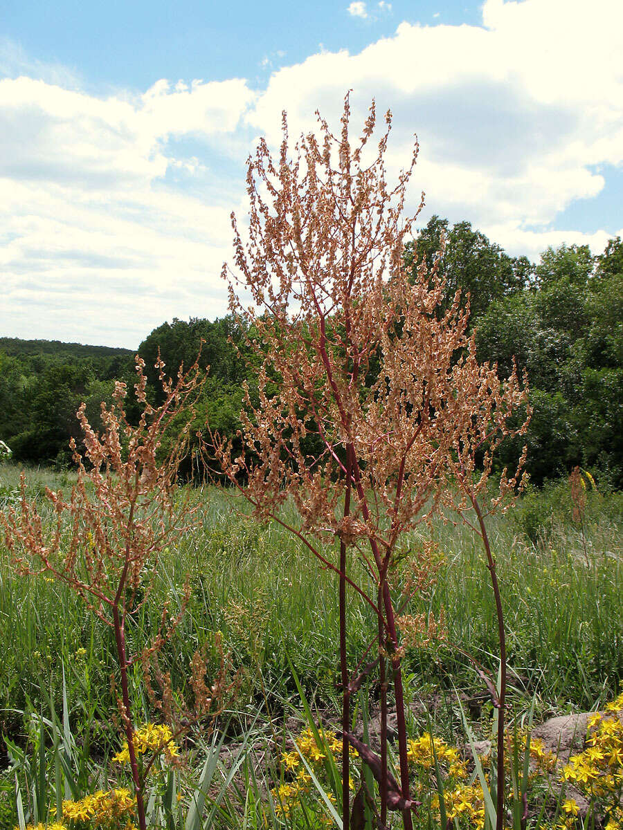 Image of Rumex tuberosus L.