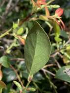 Image of sea bilberry